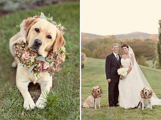 vestido de daminha para cachorro